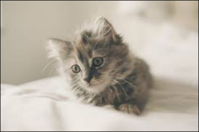 Le chat est un mammifère.