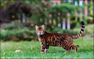 Combien de petits en moyenne peut avoir une chatte ?