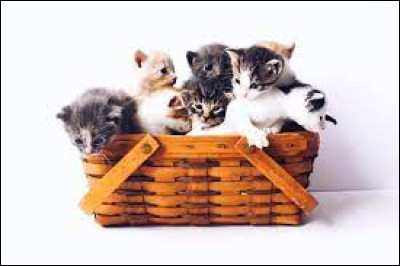 Combien de temps dure la gestation de la chatte ?