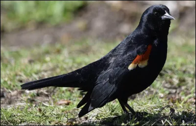 Quel est ton animal pr&eacute;f&eacute;r&eacute; ?