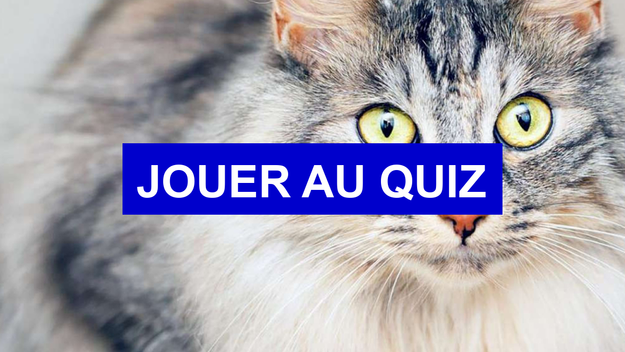 Test de personnalité Quel animal estu