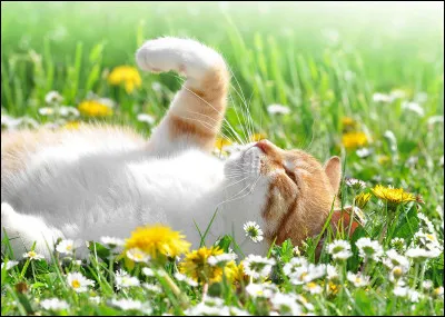 Tu aimerais &ecirc;tre...