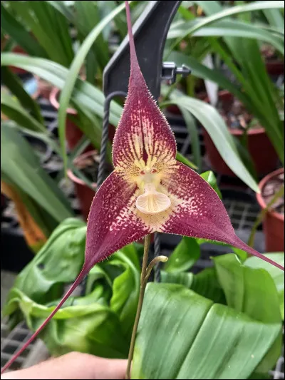 Depuis le temps que je vous propose Bram Stoker... Quel roman a-t-il écrit ?