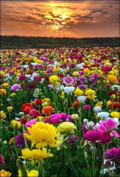 Quelle est ta fleur pr&eacute;f&eacute;r&eacute;e parmi celles-l&agrave; ?