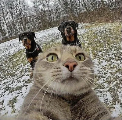 Quel est ton animal pr&eacute;f&eacute;r&eacute; parmi ceux-l&agrave; ?