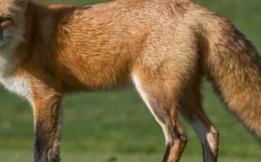 Quiz Animaux
