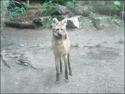 Est-ce que c'est un renard ?
