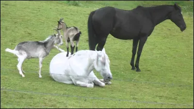 Je panique quand il pleut, car je ne dispose que d'une fine couche de graisse, et j'ai peur d'avoir froid.