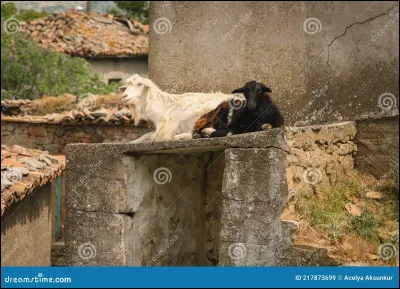 Mon pelage s'appelle une robe.