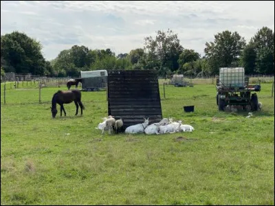 J'ai des cornes sur la tête.