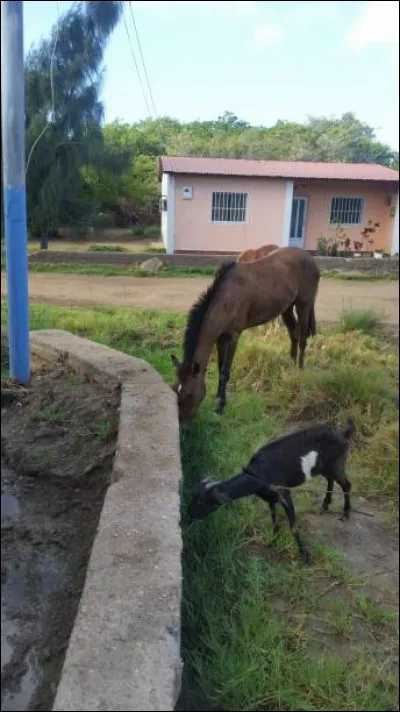 Je préfère le foin quand il est sec.