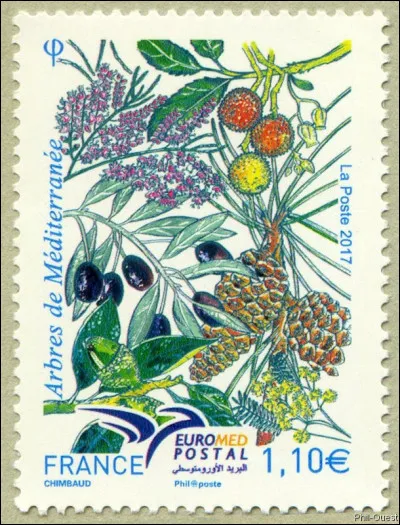 2017 > Tamaris, oliviers, mimosas, etc... Un petit coup pour la faune, tant qu'on y est ! Quel est celui produisant ces ''boules'' rouges, en haut de l'image ?