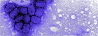 En quelle année la variole a-t-elle été déclarée comme éradiquée ?