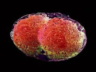 Combien de jours la période d'invasion dure-t-elle ?