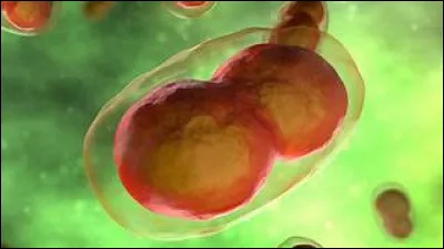 Quel est le stade initial de développement de chacun des éléments éruptifs ?