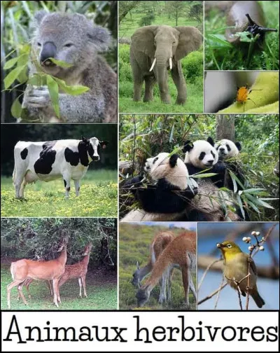 Quel est ton animal préféré ?