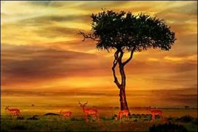 Pour chaque homme sur la Terre, on peut compter 15 millions de fourmis !