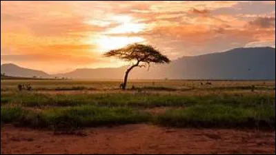 On naît avec 206 os, mais on meurt avec 300 os !