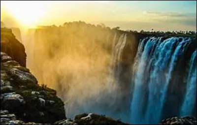 De nombreuses greffes existent, mais les greffes fécales ne se font qu'aux Etats-Unis !