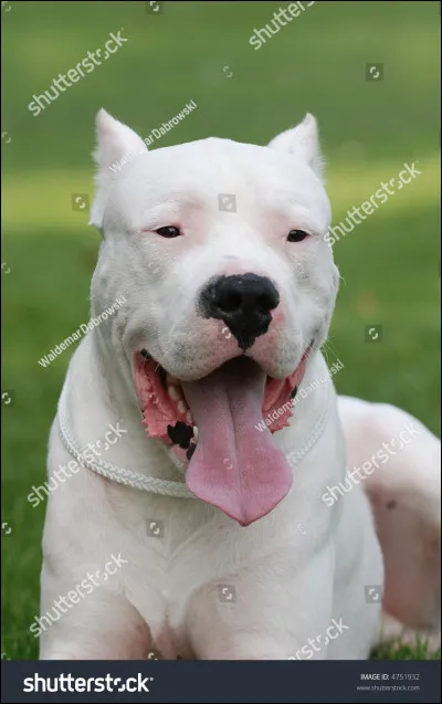 Quelle est la race de ce chien ?