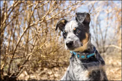 Quel âge avait le chien le plus vieux du monde nommé Bluey, lorsquil est mort ?