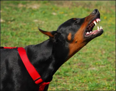 Un chien qui grogne est forcément en colère.
