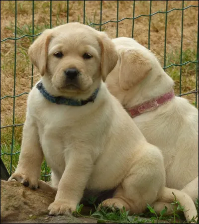 De quelle race est ce chiot ?