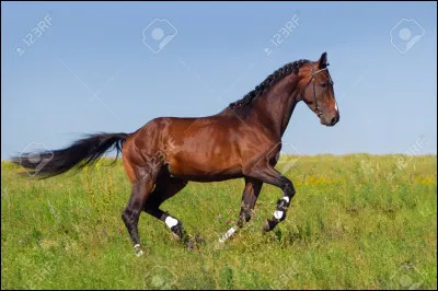 Le trot est une allure à combien de temps ?