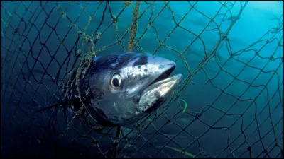 L'argot policier et celui de la presse nous fournissent cette expression indiquant qu'un suspect est recherché. L'image convient-elle ?