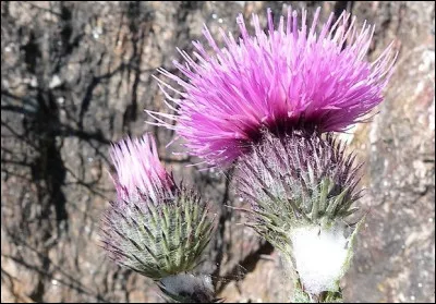 Il vous vient l'envie de flanquer votre main sur la figure d'un quidam arrogant qui vous nargue dans la rue !
Cela peut s'imager au moyen d'une fleur. L'illustration convient-elle ?
