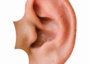 Quiz Les oreilles
