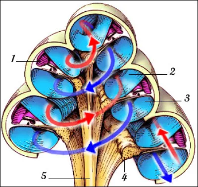 Comment appelle-t-on la partie de l'oreille interne enroulée en spirale, contenant les terminaisons du nerf auditif ?