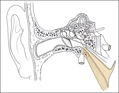 Comment appelle-t-on le conduit osseux et fibrocartilagineux reliant la paroi antérieure de l'oreille moyenne au rhinopharynx ?