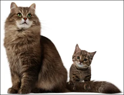 Quelque jours plus tard, on vous dit que, enfin ton frère et toi, vous allez être nommés apprentis, mais après la guérisseuse Tempête de Lune t'annonce que tu vas devenir guérisseur ou guérisseuse ; comment réagis-tu ?