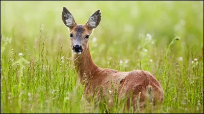 La biche est un de ses animaux, qui est-ce ?
