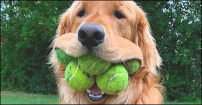 À propos d'inadvertance on emploie l'expression "arriver comme un chien dans un jeu de...".