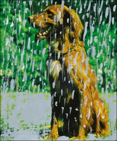 Alors là dehors, c'est vraiment un ... de chien !