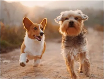 Dans le langage familier, que signifie "avoir du chien" en parlant d'une femme ?