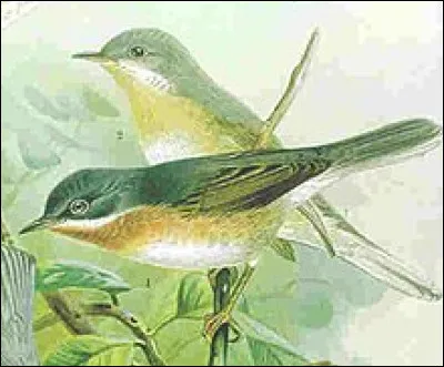 Quel animal zinzinule ?