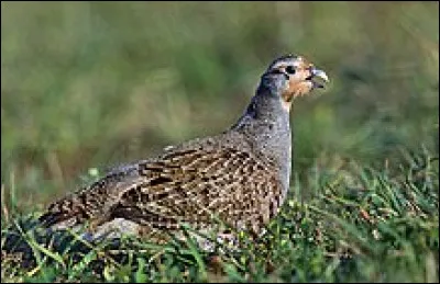 En fauconnerie comment s'appelle le m&acirc;le de la perdrix ?