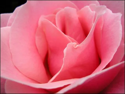 Quand tu regardes une rose. Comment la vois-tu ?