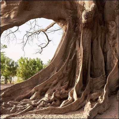 Quel arbre était sacré chez les Mayas ?