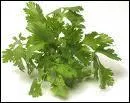 La coriandre est reconnue pour ses propriétés...