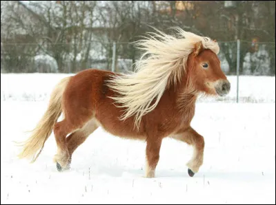 Quelle est la race de ce poney ?