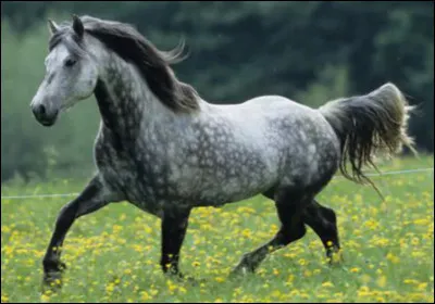 Quelle est la race de ce cheval ?