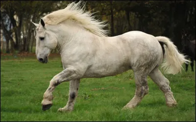 Quelle est la race de ce cheval ?