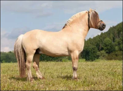 Quelle est la race de ce cheval ?
