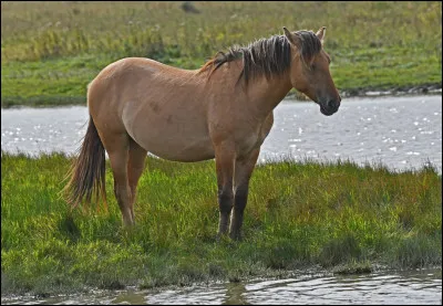 Quelle est la race de ce cheval ?