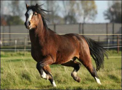 Quelle est la race de ce cheval ?