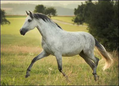 Quelle est cette race ?